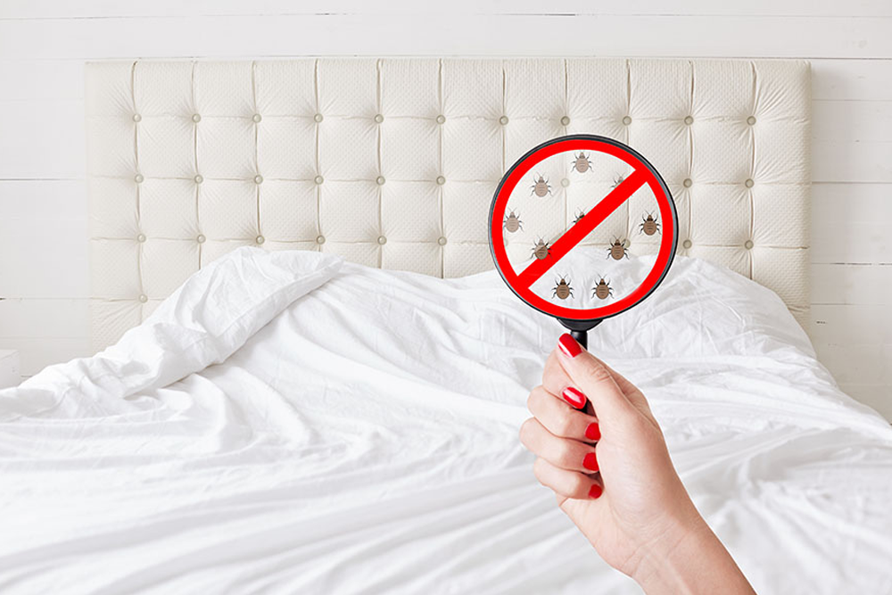 Pest Control For Bedbugs