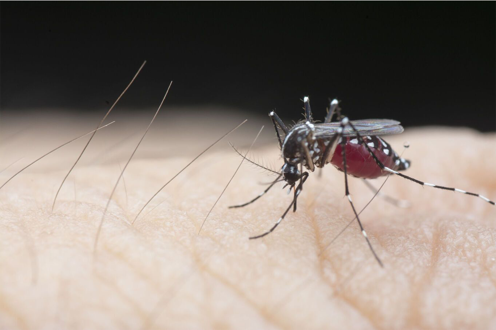 Pest Control For Mosquitos